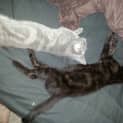 Photo of Smokey