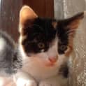 Photo of Pixel