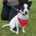 Photo of Snoopy *On Trial In His New Home*