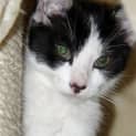 Photo of Tonto