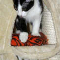 Photo of Tonto