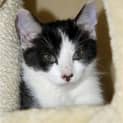 Photo of Tonto