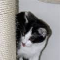 Photo of Tonto