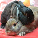 Photo of Rhett & Carmen