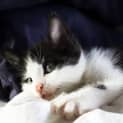 Photo of Percy