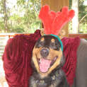 Photo of Henry