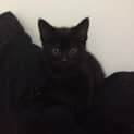 Photo of Pixel