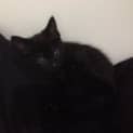 Photo of Pixel