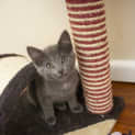 Photo of Ash