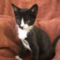 Photo of Harvey