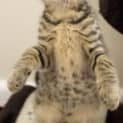 Photo of Tiger