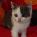 Photo of Myrffy ** Adoption Pending**
