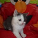 Photo of Myrffy ** Adoption Pending**
