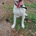Photo of Patches