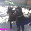 Photo of Albie & Angie *Bonded Pair*