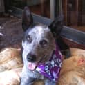 Photo of Bluey