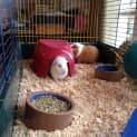 Photo of Casper & Caeser Cage Accessories Food