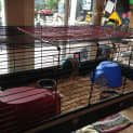 Photo of Casper & Caeser Cage Accessories Food