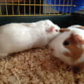 Photo of Casper & Caeser Cage Accessories Food