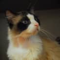 Photo of Kahlua