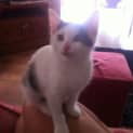 Photo of Lady