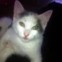 Photo of Lady