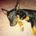 Photo of Buddy