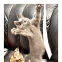 Photo of Sooty *Applications Closed*