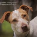 Photo of Primrose
