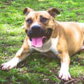 Photo of Tristan **The Most Well Mannered Boy We've Had**