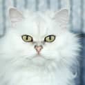 Photo of Princess Puffball (Tallulah)
