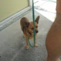 Photo of Ratty