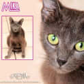 Photo of Mika