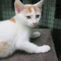 Photo of Foxtrot