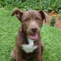 Photo of Brandy *On Trial In Her New Home*