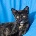 Photo of Alice