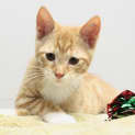 Photo of Tyger