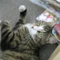 Photo of Missy (Bn C134) 