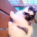 Photo of Pudding *Ready Jan 2nd*
