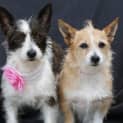 Photo of Gia And Ginger