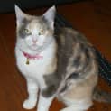 Photo of Mum Cat