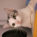 Photo of Miffy