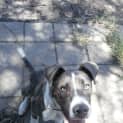 Photo of Boof