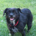 Photo of Molly (D2585)