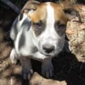 Photo of Rebel.. Great With Kids!
