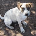 Photo of Hollie..Loving Little Pup