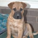 Photo of Humphrey