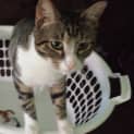 Photo of Ac0048 Tibu