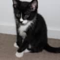 Photo of Pipsqueak