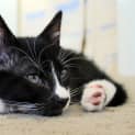 Photo of Pipsqueak